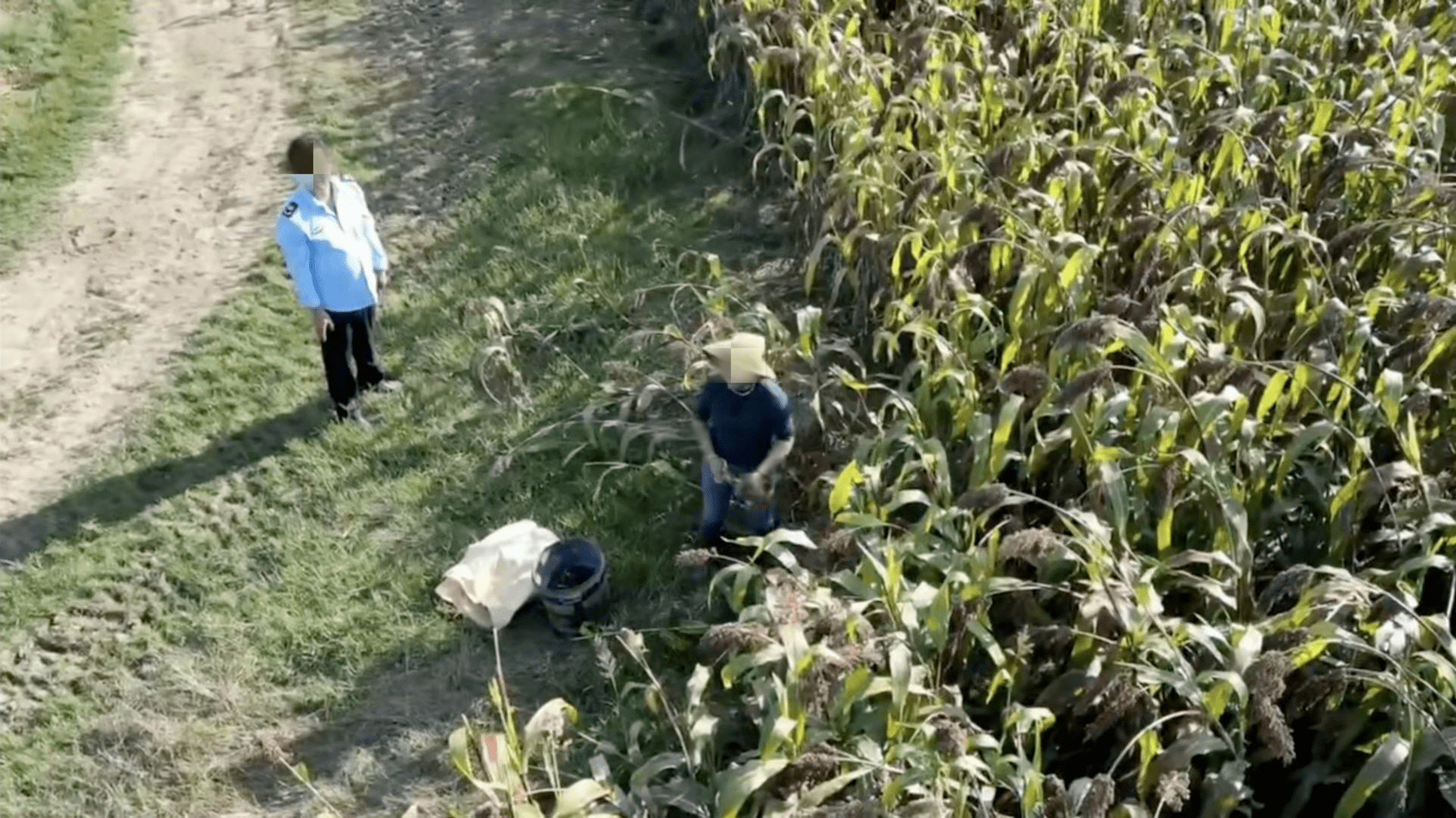 执法人员带人偷高粱背后：种植企业配无人机巡查，当地大规模种植高粱供应茅台-第2张图片-太平洋在线下载