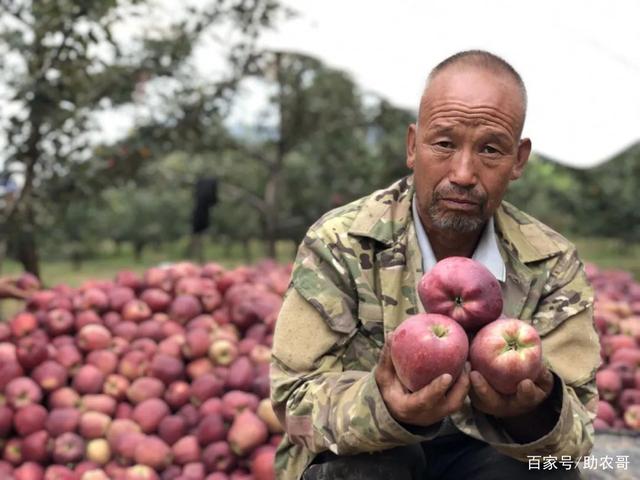 央视新闻苹果滞销苹果滞销帮帮我们库克-第1张图片-太平洋在线下载