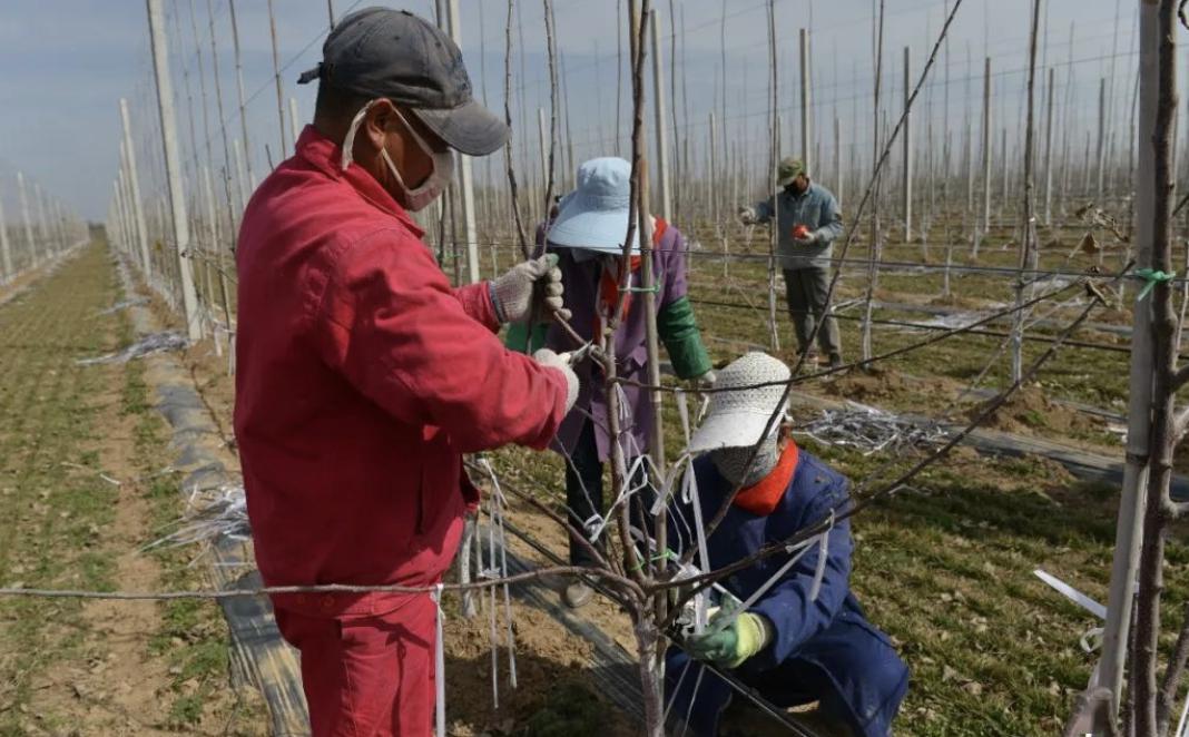 宁县苹果树新闻周宁县新闻2022疫情