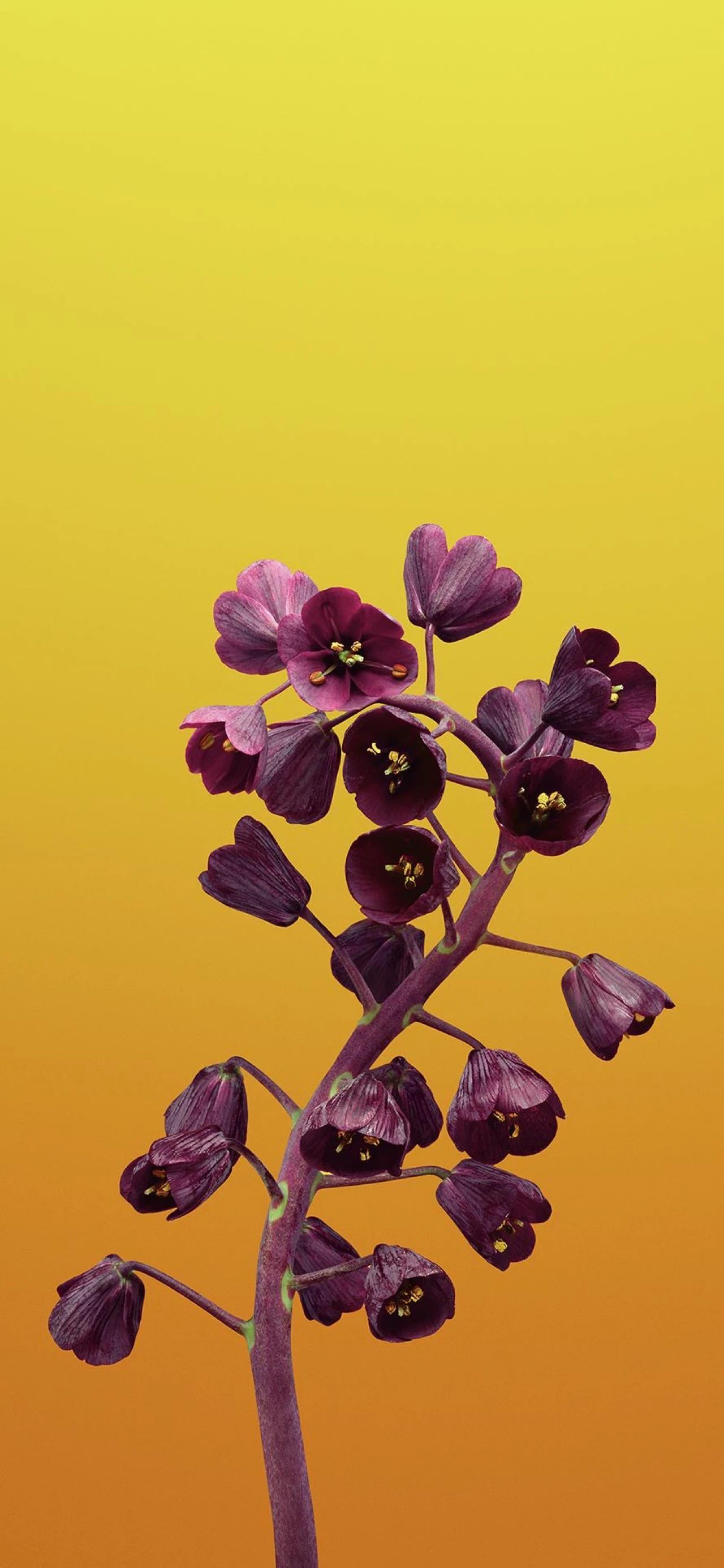 简约版13苹果手机(iphone简约版是什么意思)-第5张图片-有道翻译官网 简约版13苹果手机(iphone简约版是什么意思)-第5张图片-有道翻译官网